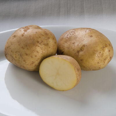 Kennebec – Early Ship Potatoes