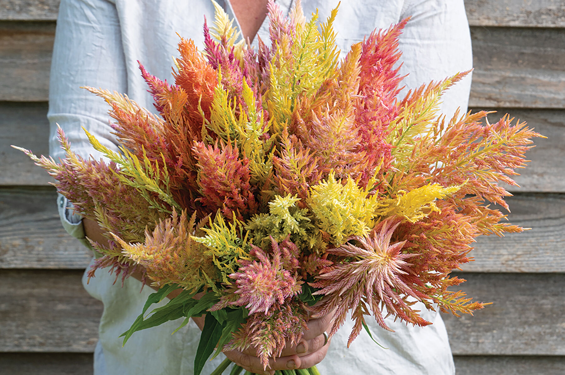 Celosia Seeds - Organic Varieties | Johnny's Selected Seeds