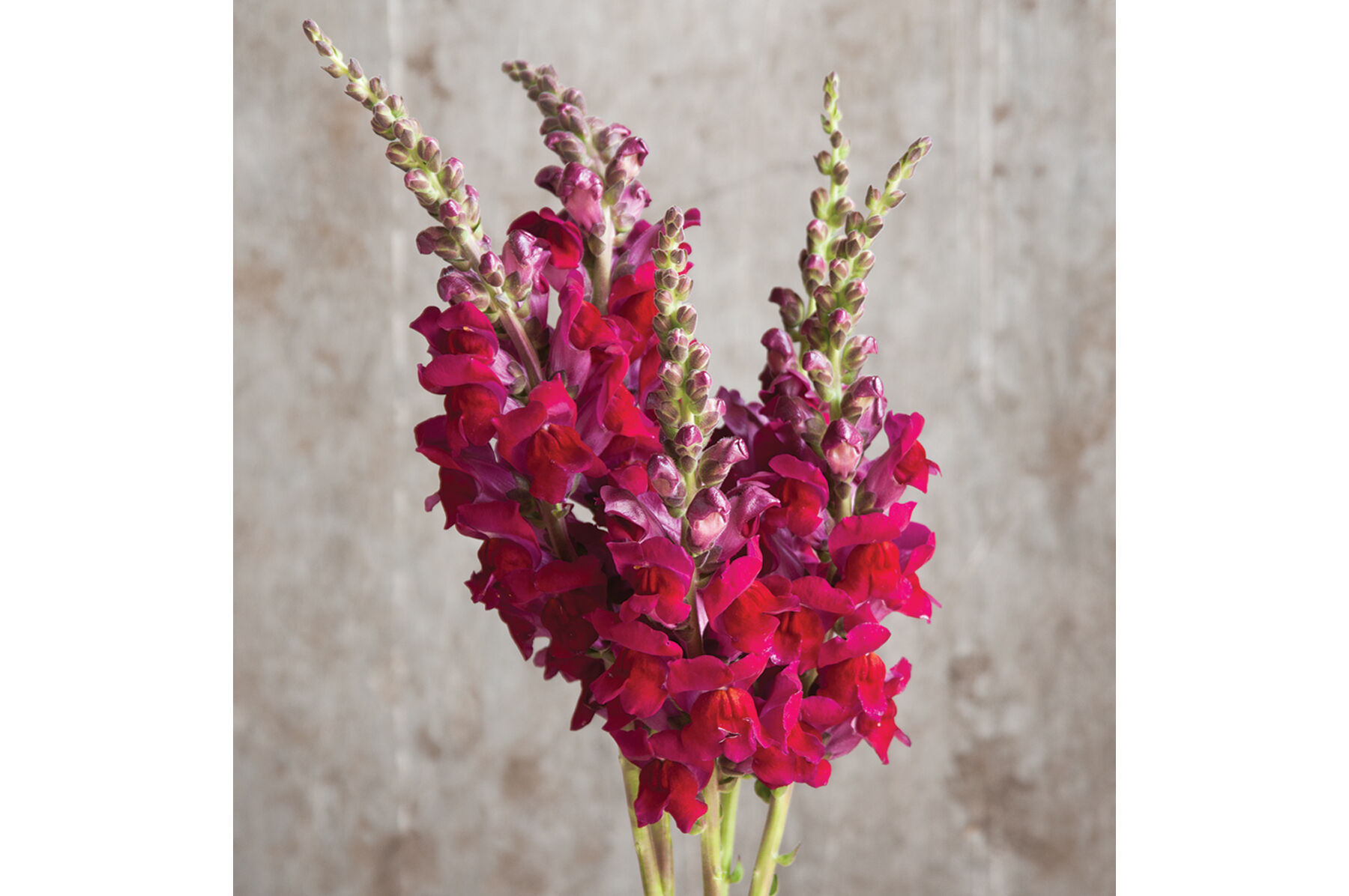 Potomac Red Snapdragon