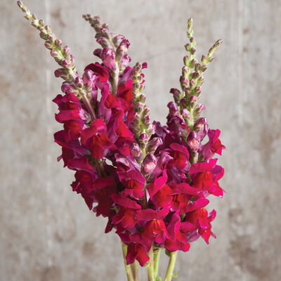 Potomac Red Potomac Red Snapdragon