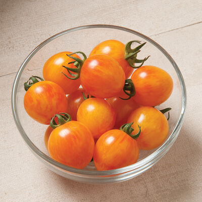 Sunrise Bumble Bee Specialty Tomatoes