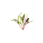 Chard and Beet, Rainbow Sprinkles Mix Microgreen Mixes