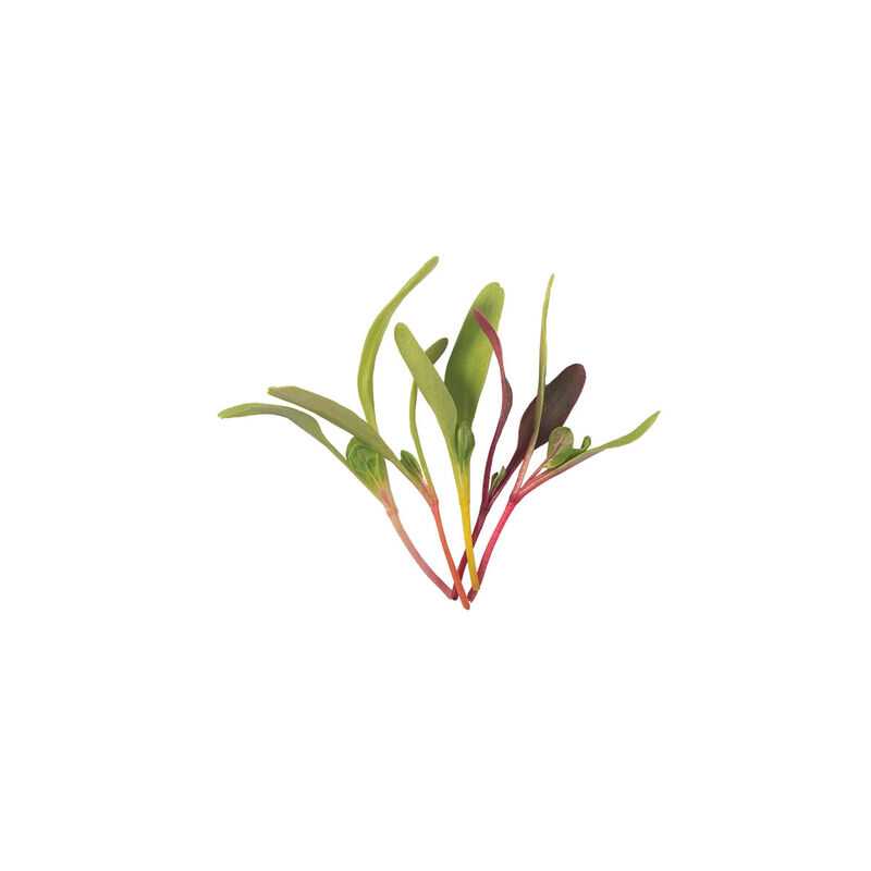 Chard and Beet, Rainbow Sprinkles Mix Microgreen Mixes
