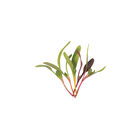 Chard and Beet, Rainbow Sprinkles Mix Chard and Beet, Rainbow Sprinkles Mix Microgreen Mixes