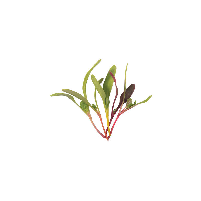 Chard and Beet, Rainbow Sprinkles Mix Chard and Beet, Rainbow Sprinkles Mix Microgreen Mixes