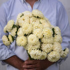 Tower Yellow Tower Yellow Aster