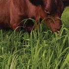 Japanese Millet Millet