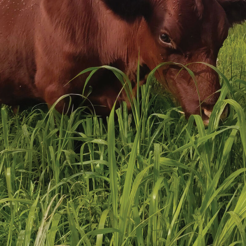 Japanese Millet Millet