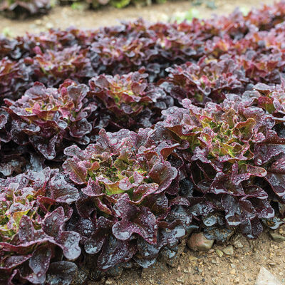 Salanova® Red Oakleaf Salanova® Lettuce