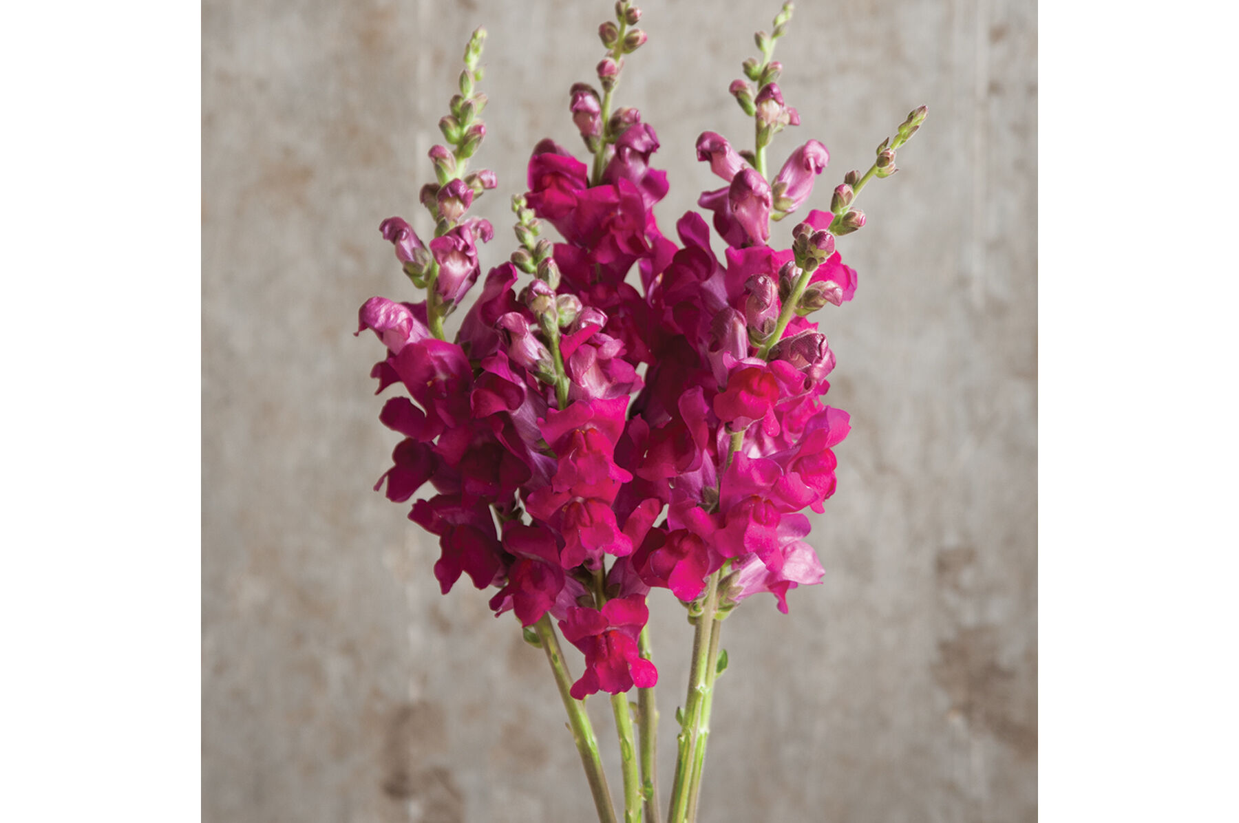 Johnny's Selected Seeds Potomac Royal Snapdragon