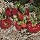 Earliglow Strawberry Bare-Root Plants
