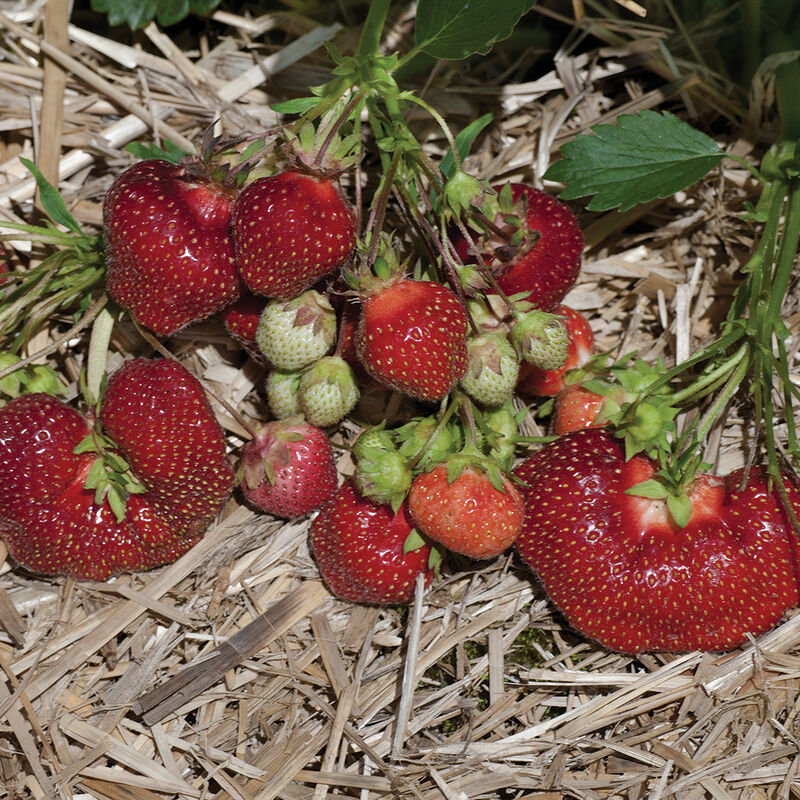 Earliglow Strawberry Bare-Root Plants