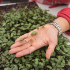 Cabbage, Red Microgreen Vegetables