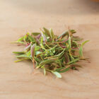 Celosia Microgreen Flowers