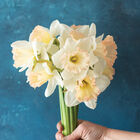 British Gamble Narcissus