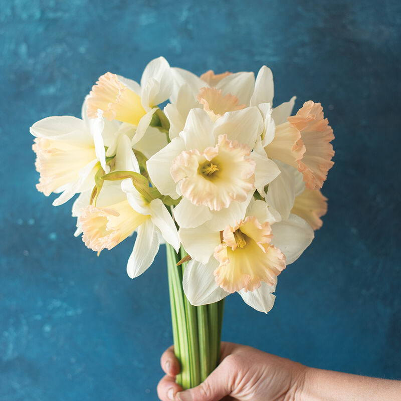 British Gamble Narcissus