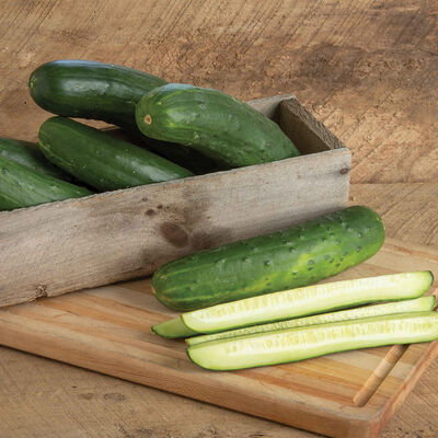 Bristol Slicing Cucumbers