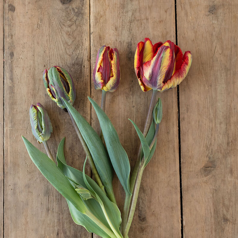 Rasta Parrot Tulips