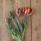 Rasta Parrot Tulips