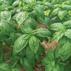 Noga Prospera® Active DMR Genovese Basil