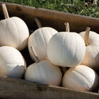 Snowball Specialty Pumpkins