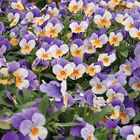 Penny™ Peach Jump-up Viola (Pansy)