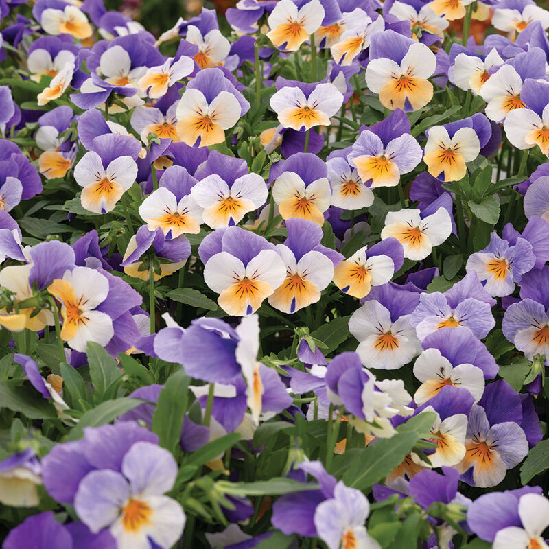 Penny™ Peach Jump-up Viola (Pansy)