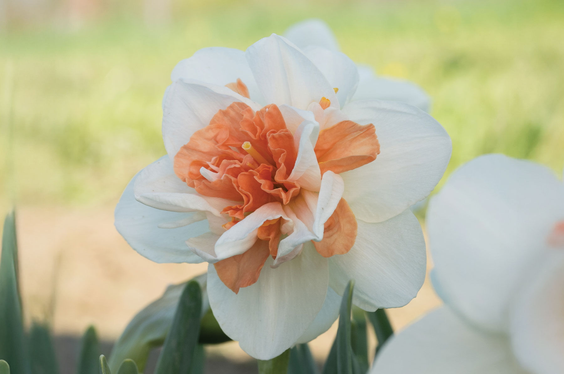 Johnny's Selected Seeds My Story Narcissus Bulb - Thumbnail 3