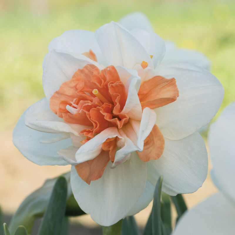 My Story® Narcissus