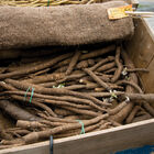 Chiko Burdock