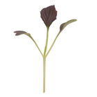 Mizuna, Red Kingdom Microgreen Vegetables