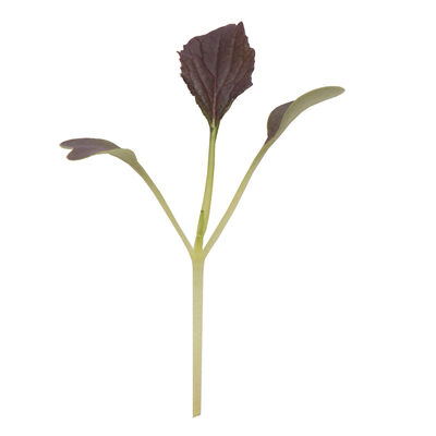 Mizuna, Red Kingdom Microgreen Vegetables