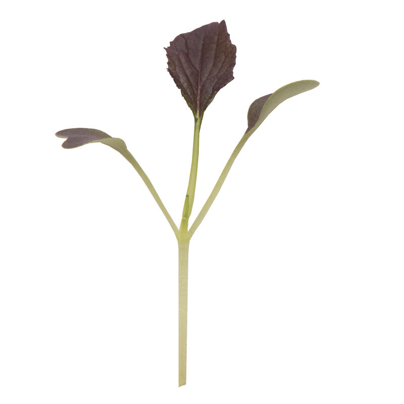 Mizuna, Red Kingdom Microgreen Vegetables