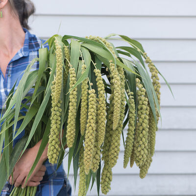 Lime Light Spray Millet Grasses, Ornamental