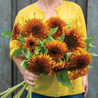 Darjeeling Tall Sunflowers