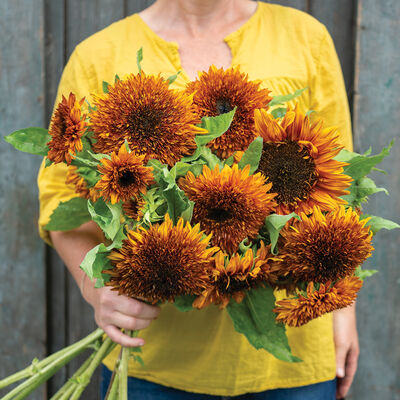 Darjeeling Tall Sunflowers