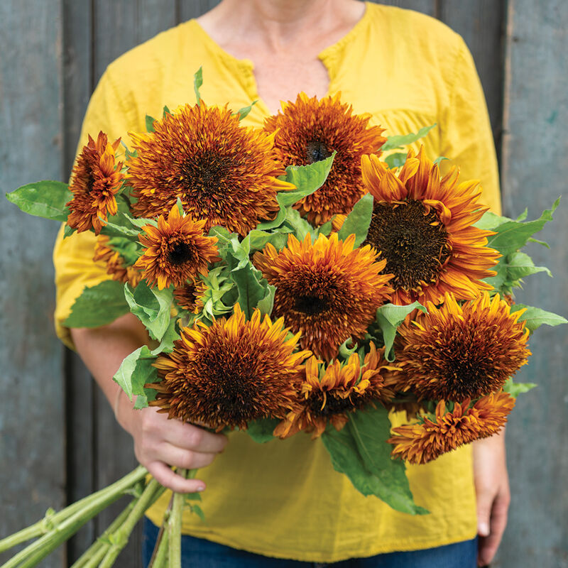 Darjeeling Tall Sunflowers
