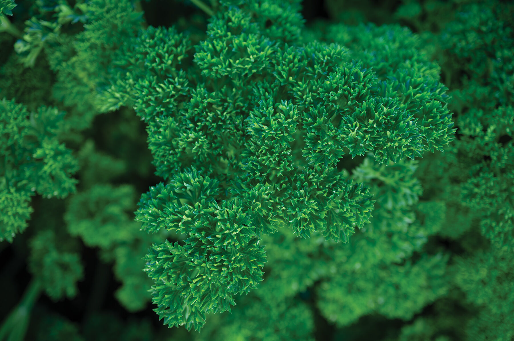 Darki Green Leaf Parsley