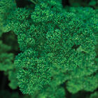 Darki Green Darki Green Leaf Parsley