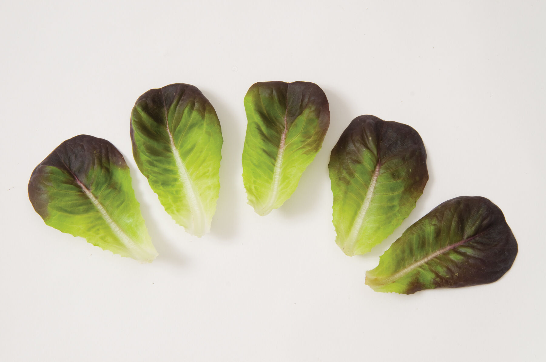 Salanova&reg; Red Butter Salanova&reg; Lettuce