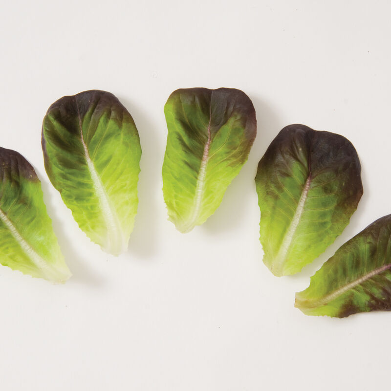 Salanova® Red Butter Salanova® Red Butter Salanova® Lettuce