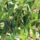 Jalafuego Jalafuego Hot Peppers