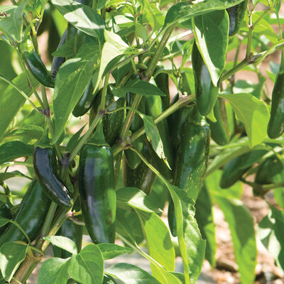 Jalafuego Jalafuego Hot Peppers