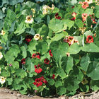 Bloody Mary Nasturtium