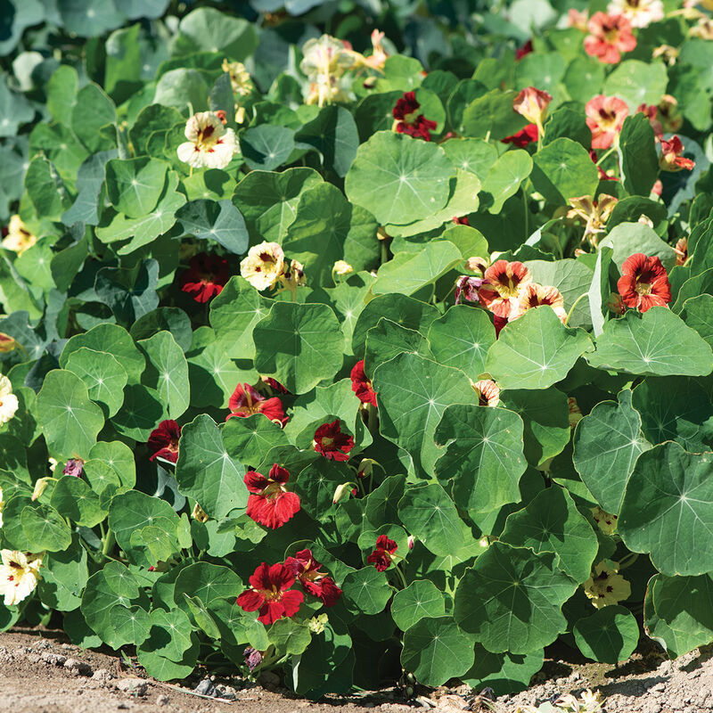 Bloody Mary Nasturtium