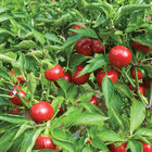 Capperino Hot Peppers