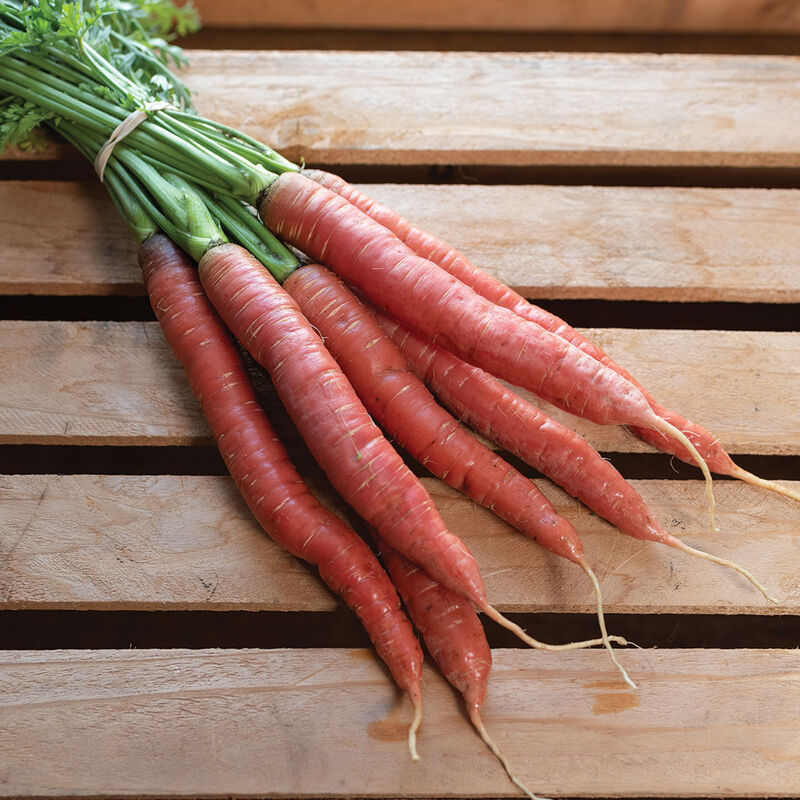Redsun (F1) Carrot Seed | Johnny's Selected Seeds