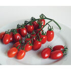 Red Pearl Grape Tomatoes