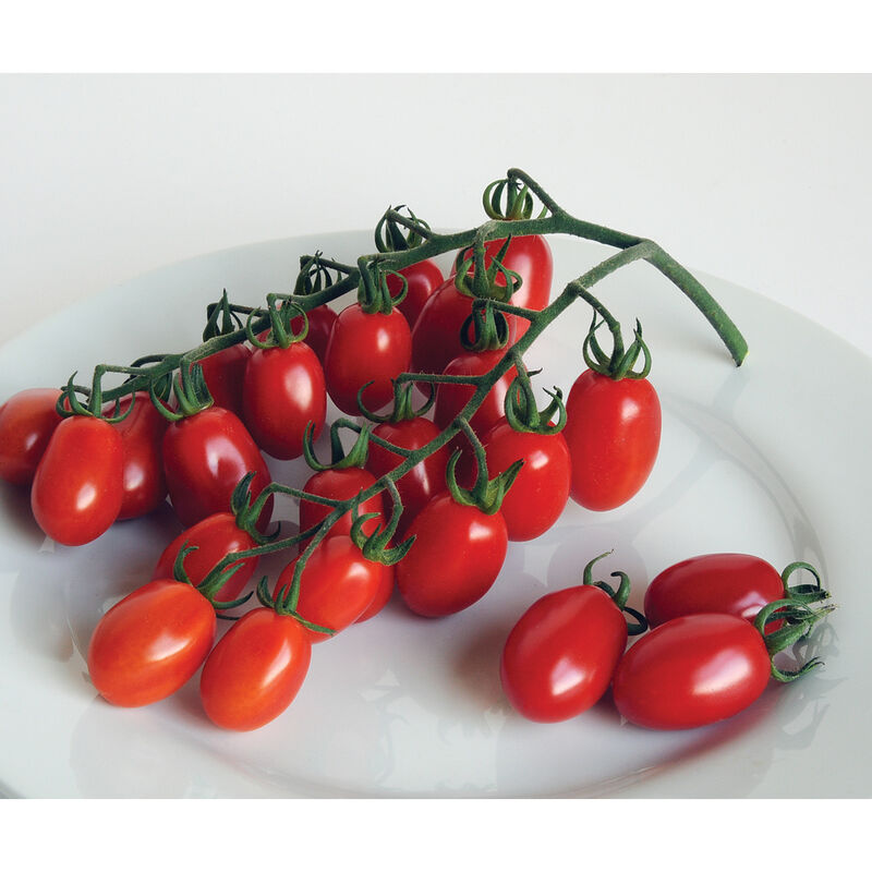 Red Pearl Grape Tomatoes