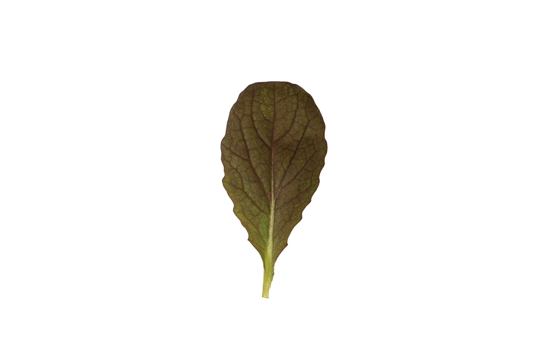 Red Giant Mustard Greens